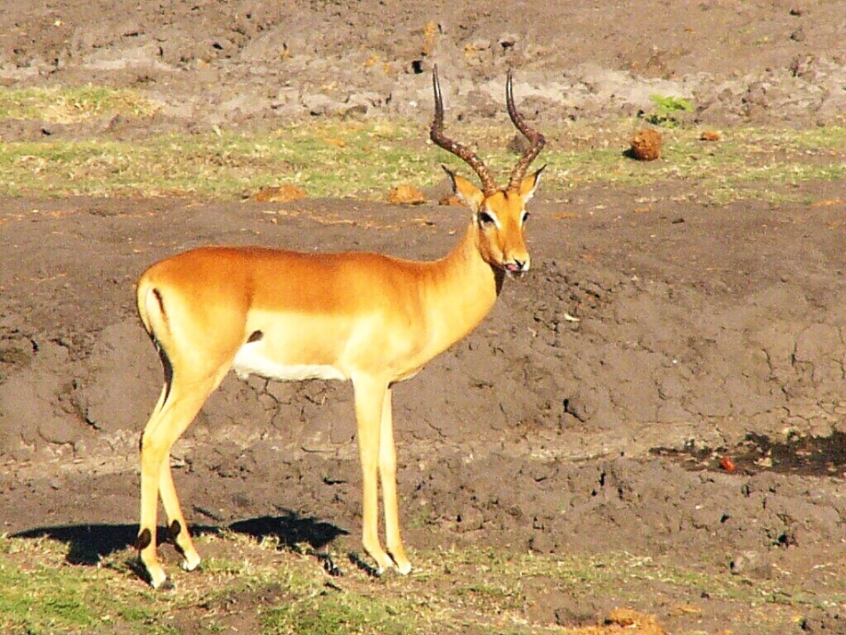 Impala_1