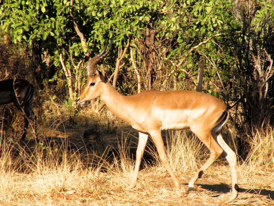 Impala_4