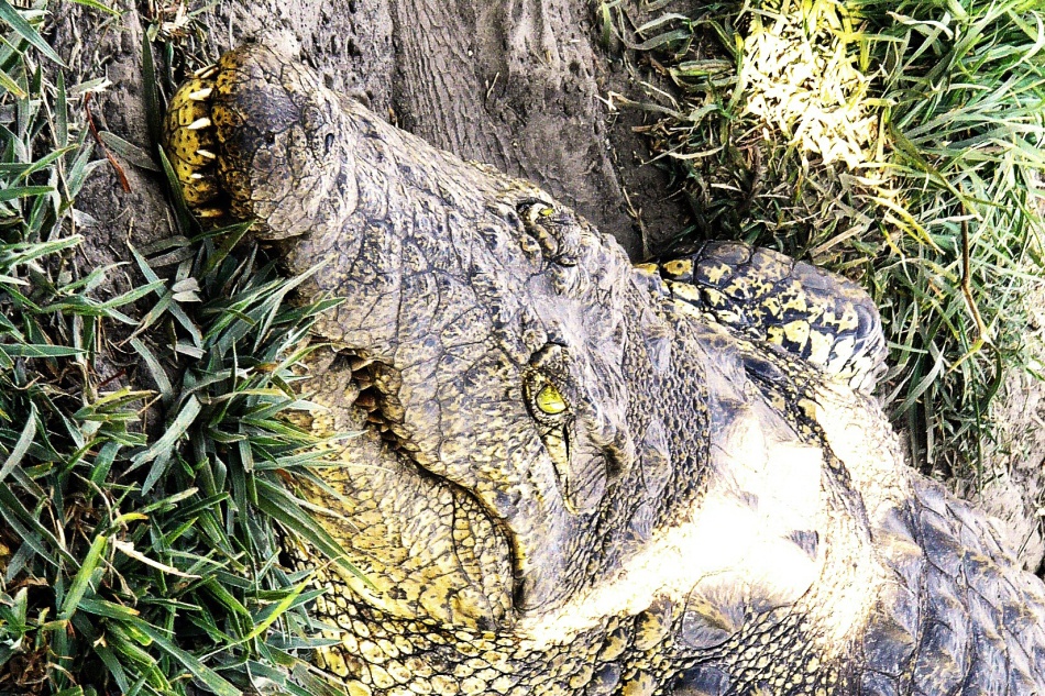Krokodýl nilský_2