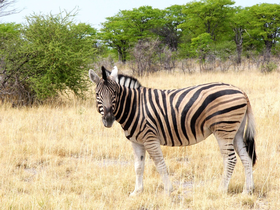 Zebra stepní