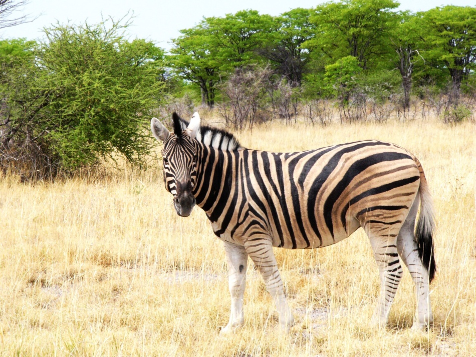 Zebra stepní_0