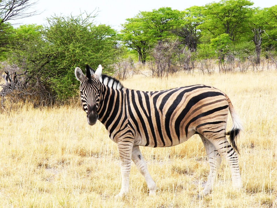 Zebra stepní_1
