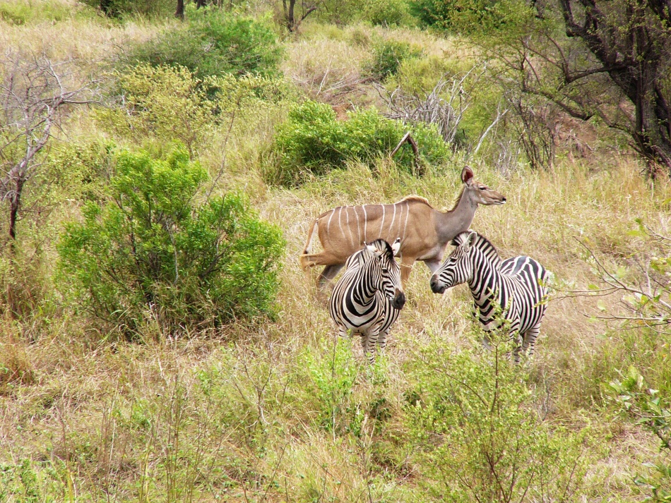 Zebra stepní_2