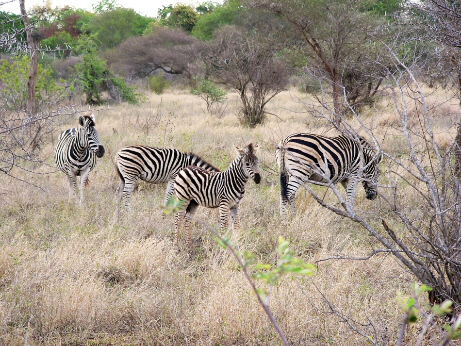 Zebra stepní_4