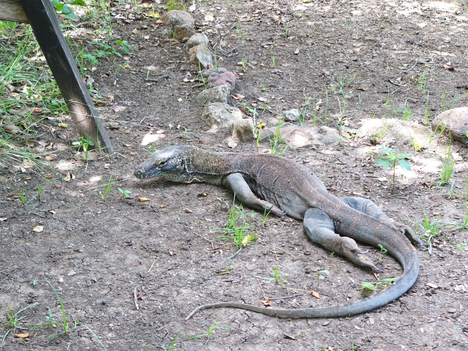 Varan - vrátný2.jpg