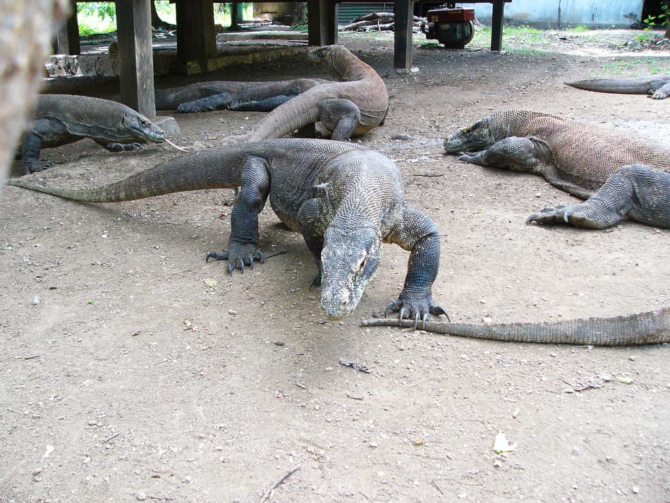 Varan 1.jpg