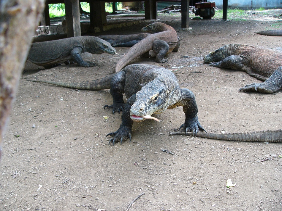 Varan 2.jpg