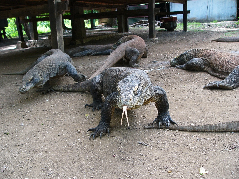 Varan 3.jpg