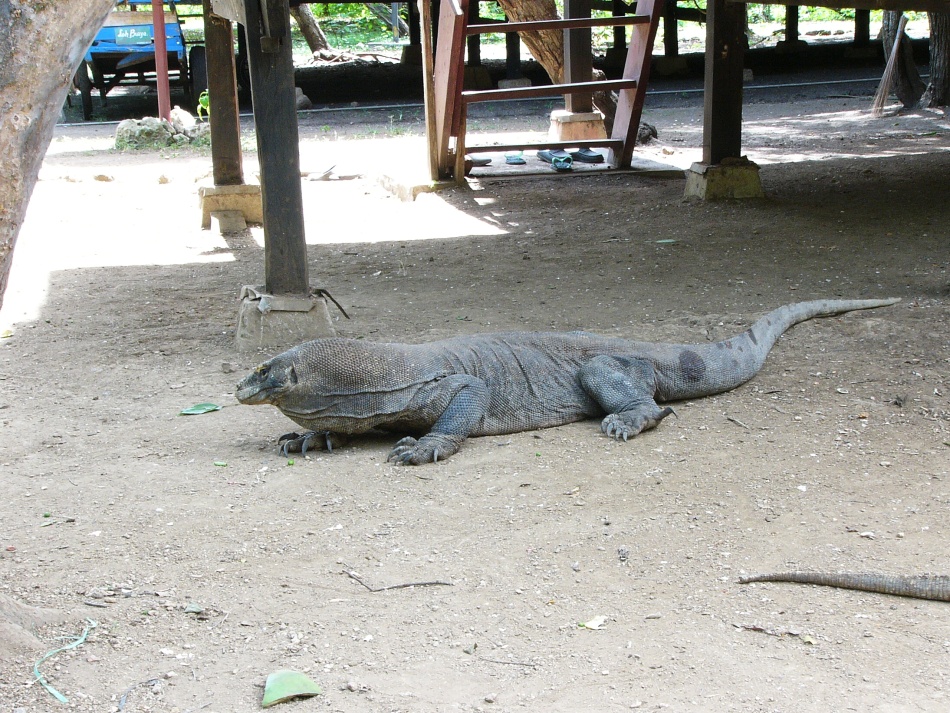 Varan 4.jpg