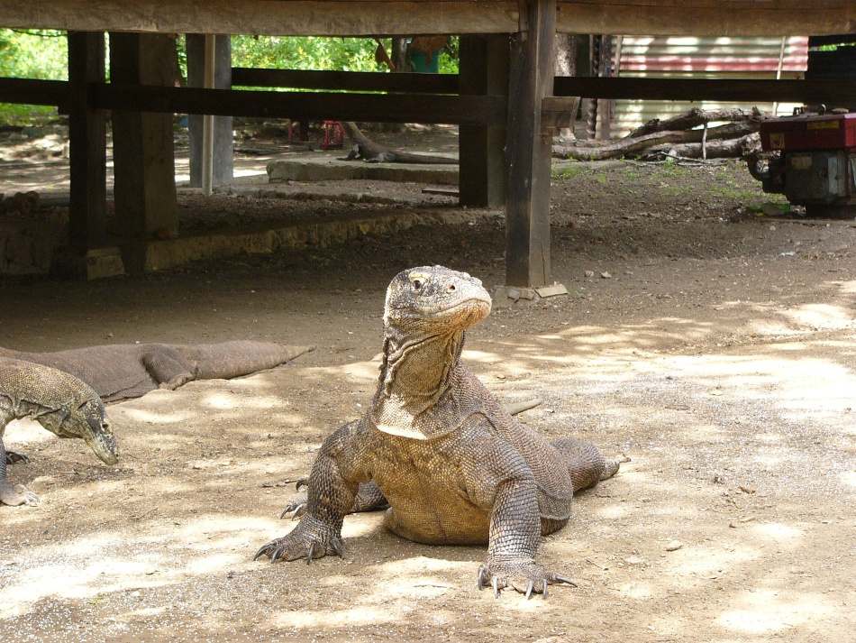 Varan 5.jpg