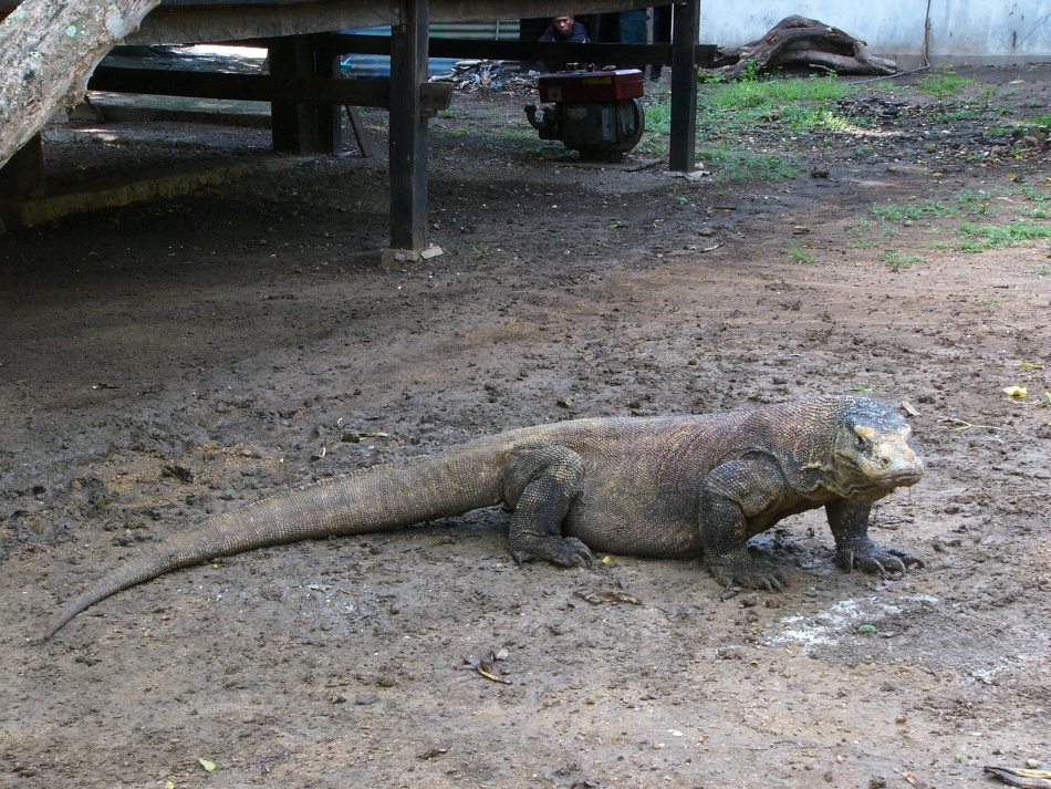 Varan 6.jpg