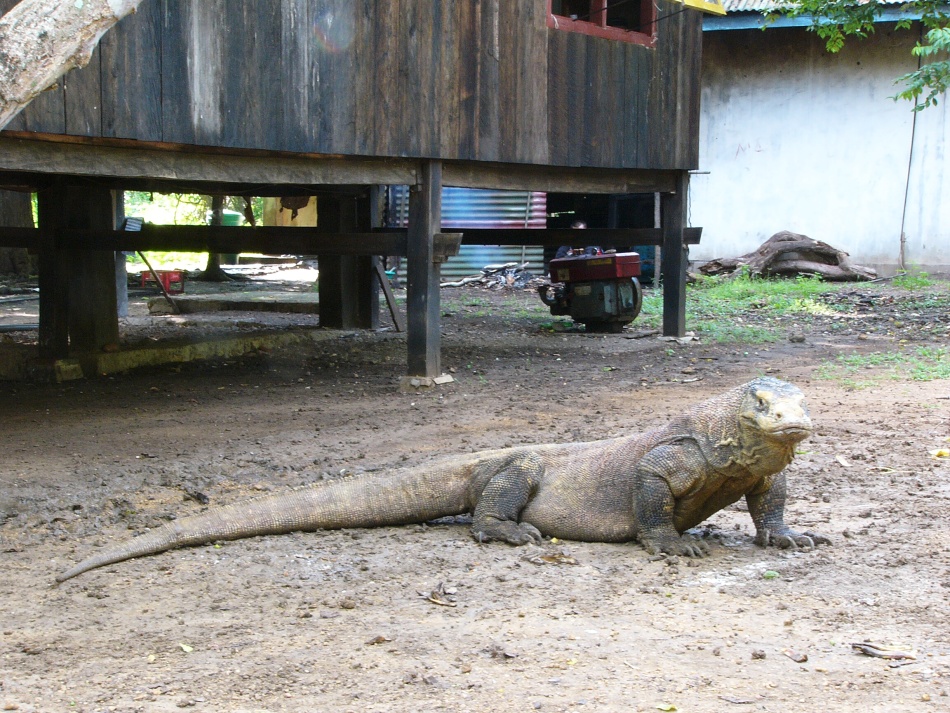 Varan 7.jpg