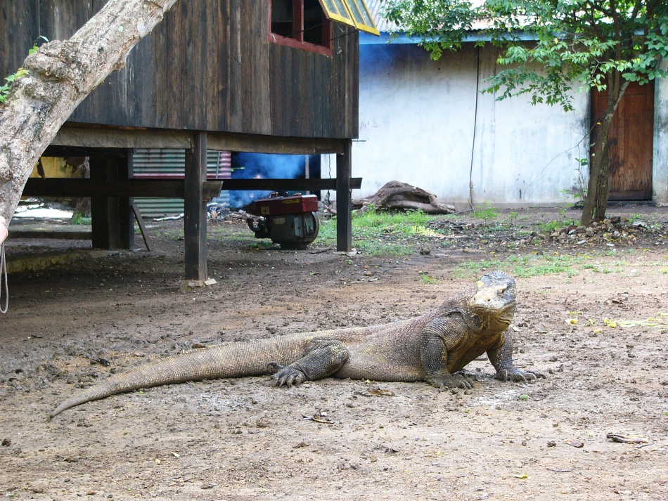Varan 8.jpg