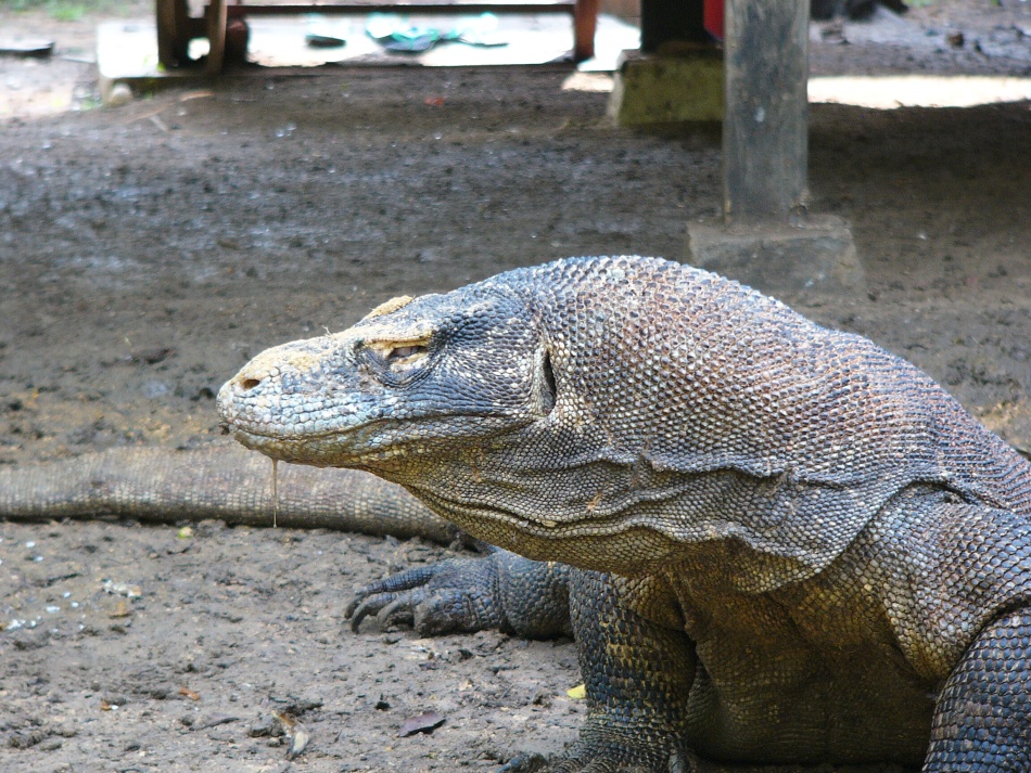 Varan 9.jpg