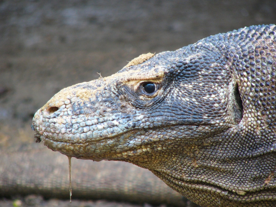 Varan 10.jpg