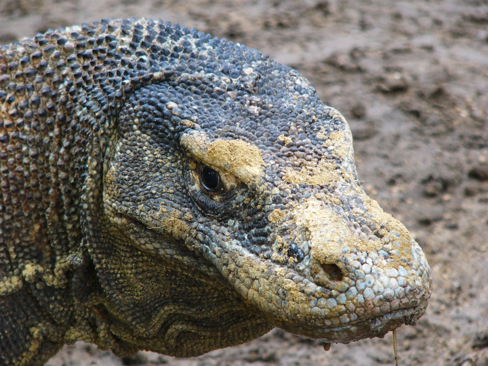 Varan 12.jpg