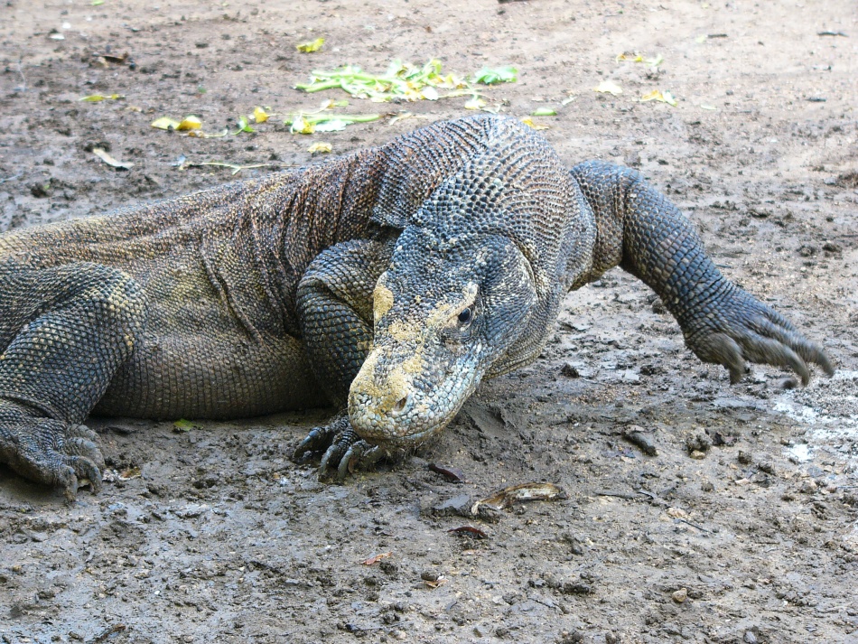 Varan 13.jpg