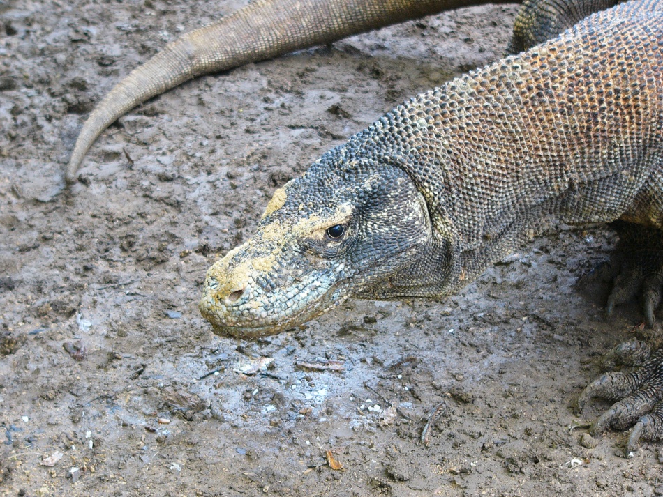 Varan 14.jpg