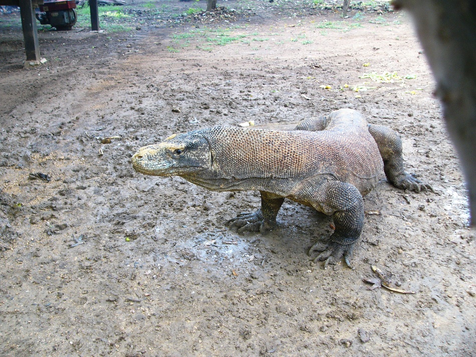 Varan 16.jpg