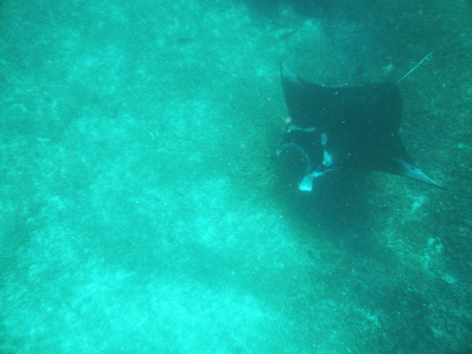 Manta 1.jpg