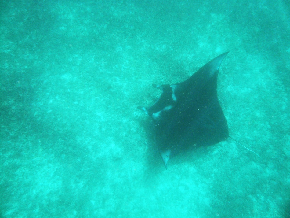 Manta 2.jpg