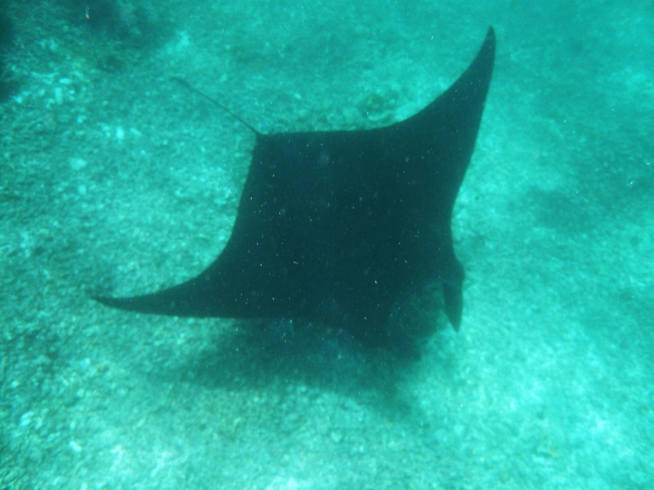 Manta 4.jpg