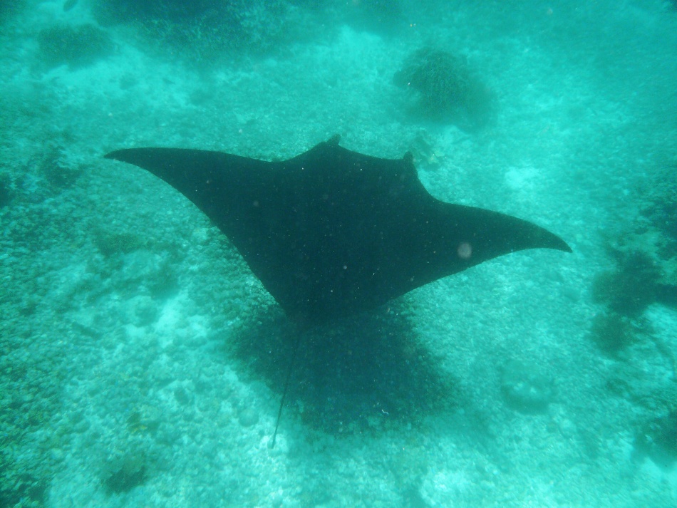 Manta 6.jpg