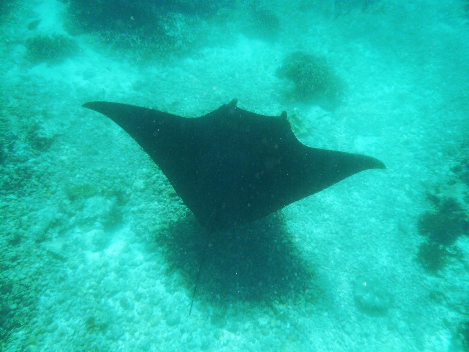 Manta 7.jpg