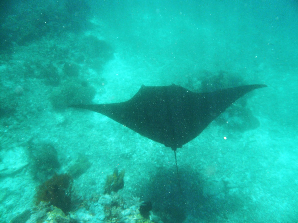 Manta 8.jpg