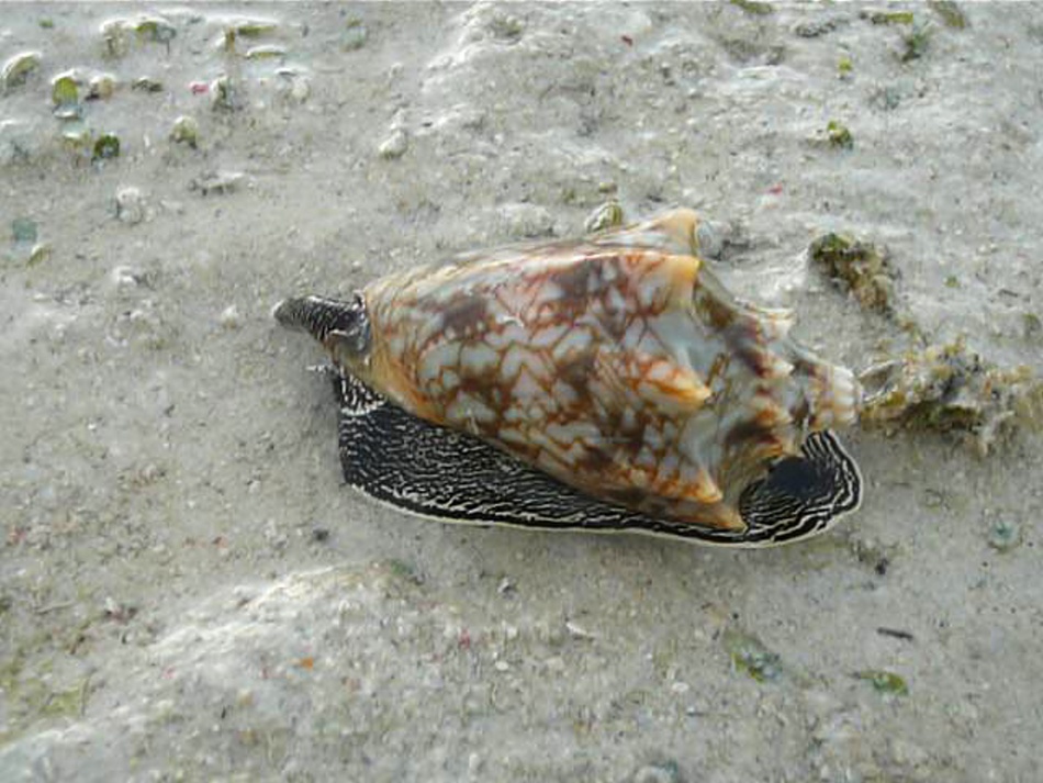 P1000830.jpg