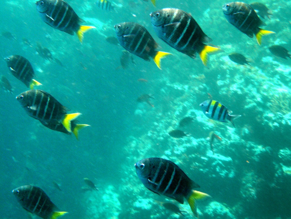 P1000678.jpg