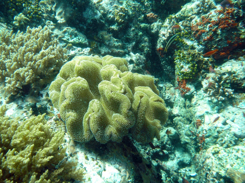 P1000734.jpg