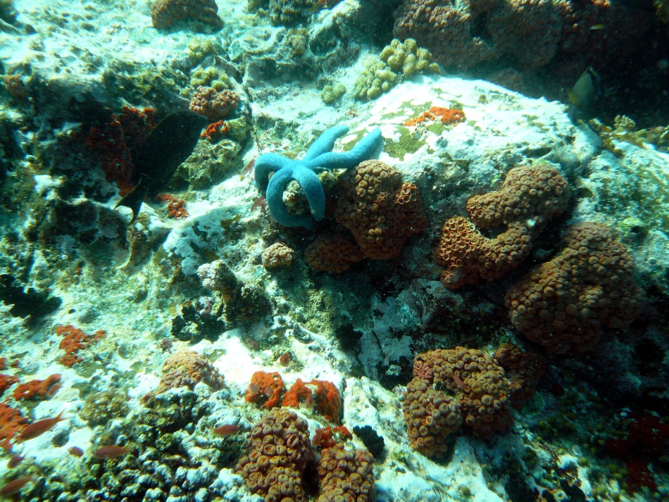 P1000736.jpg