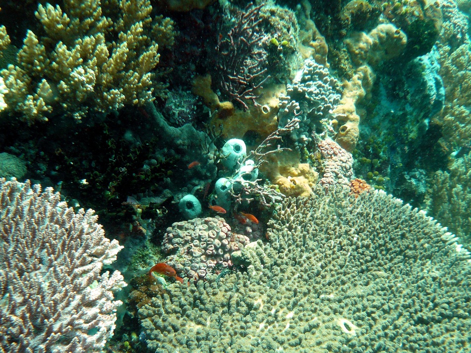 P1000752.jpg