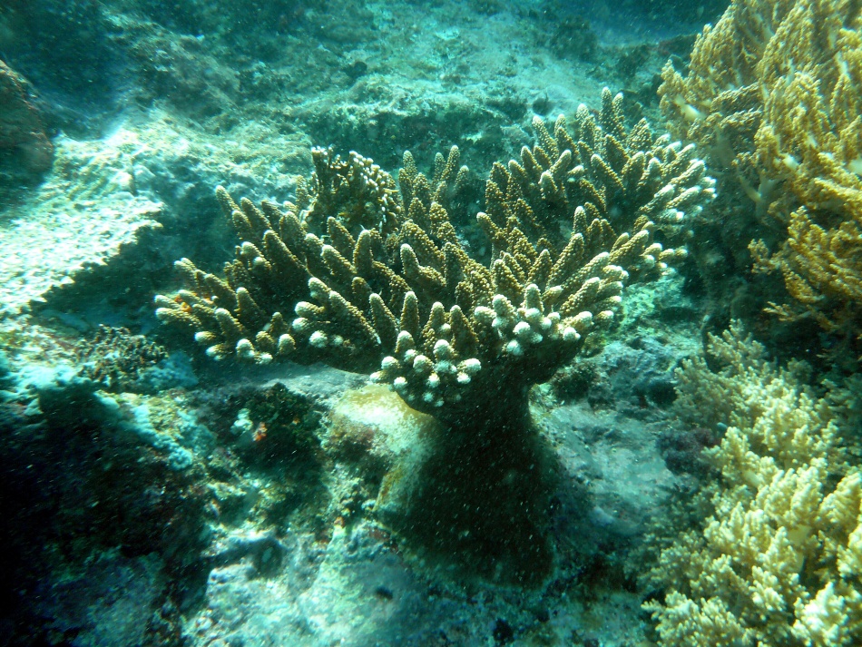 P1000758 .jpg