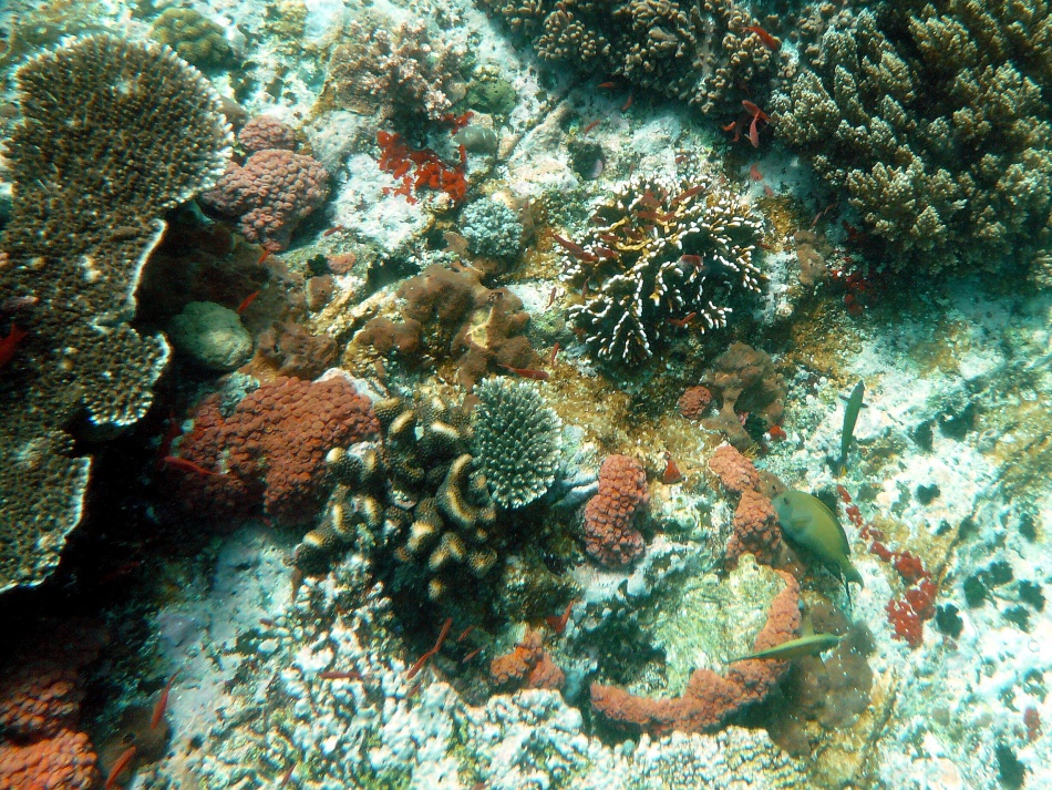 P1000766 .jpg