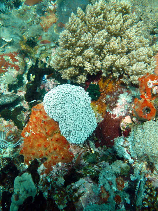 P1000781.jpg