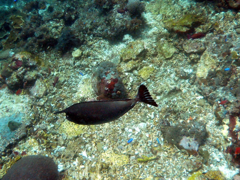 P1000787 .jpg