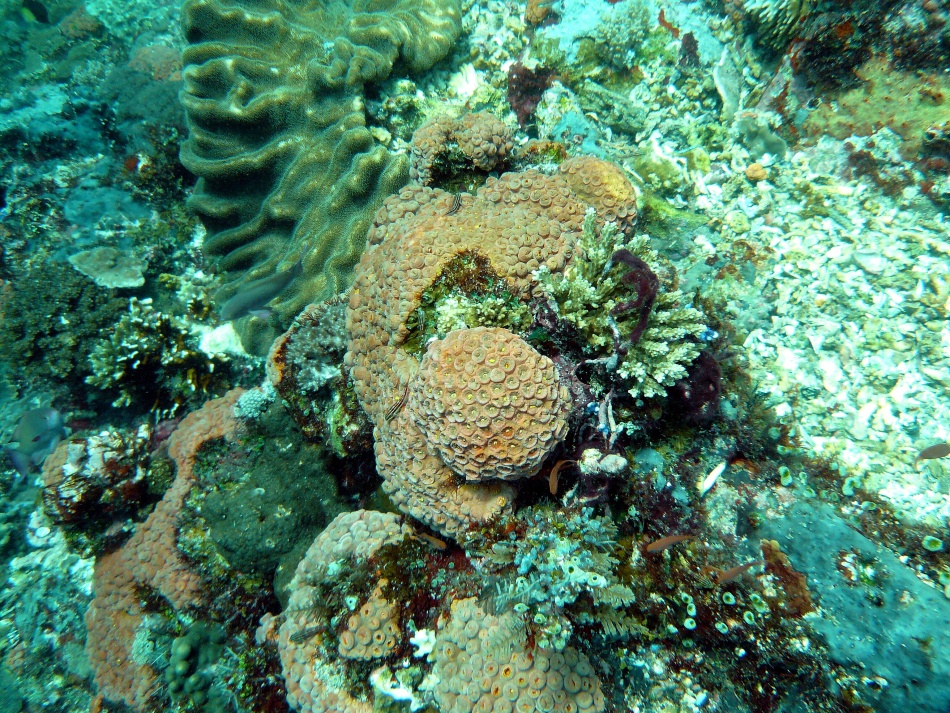 P1000794.jpg
