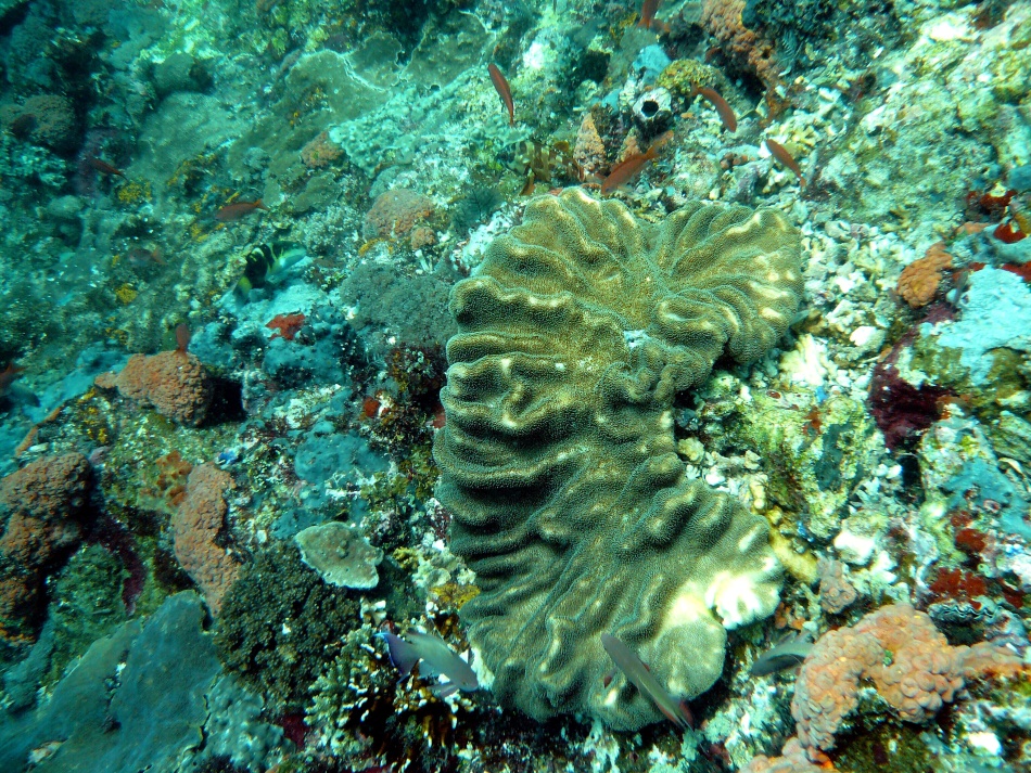 P1000795.jpg