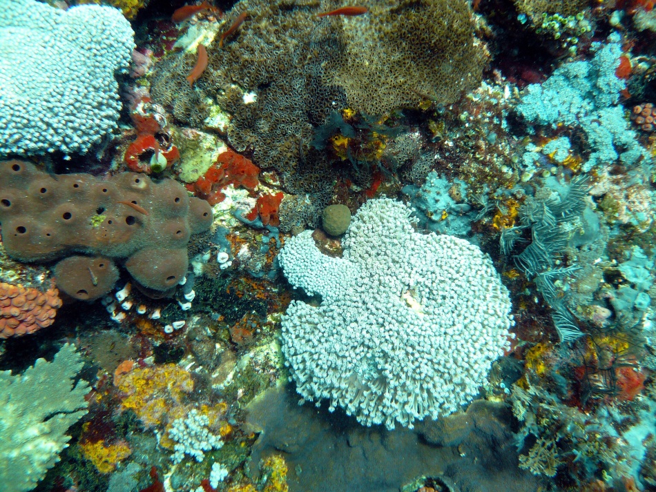 P1000797.jpg