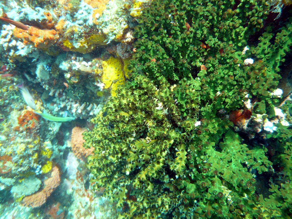 P1000799.jpg