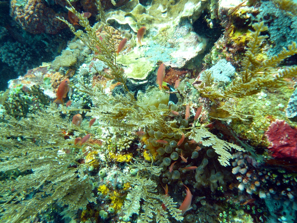 P1000802.jpg