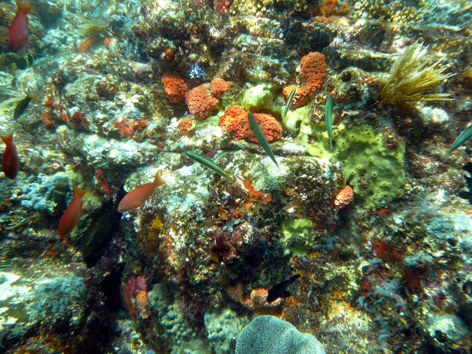 P1000803.jpg