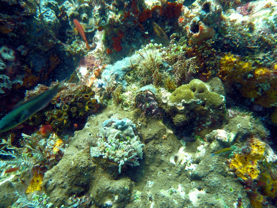 P1000811.jpg