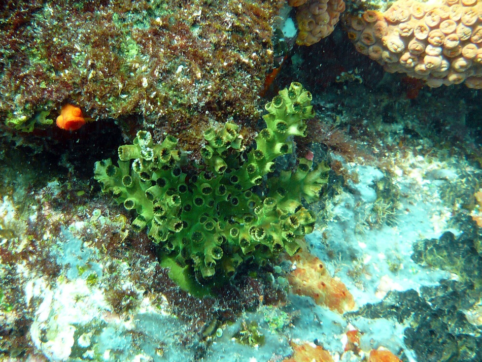 P1000812.jpg