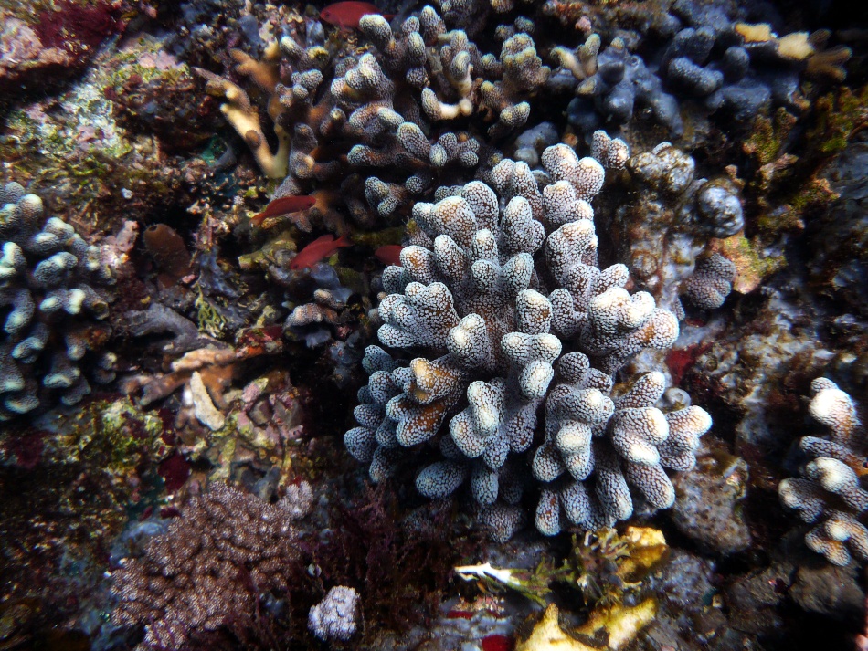 P1000841.jpg