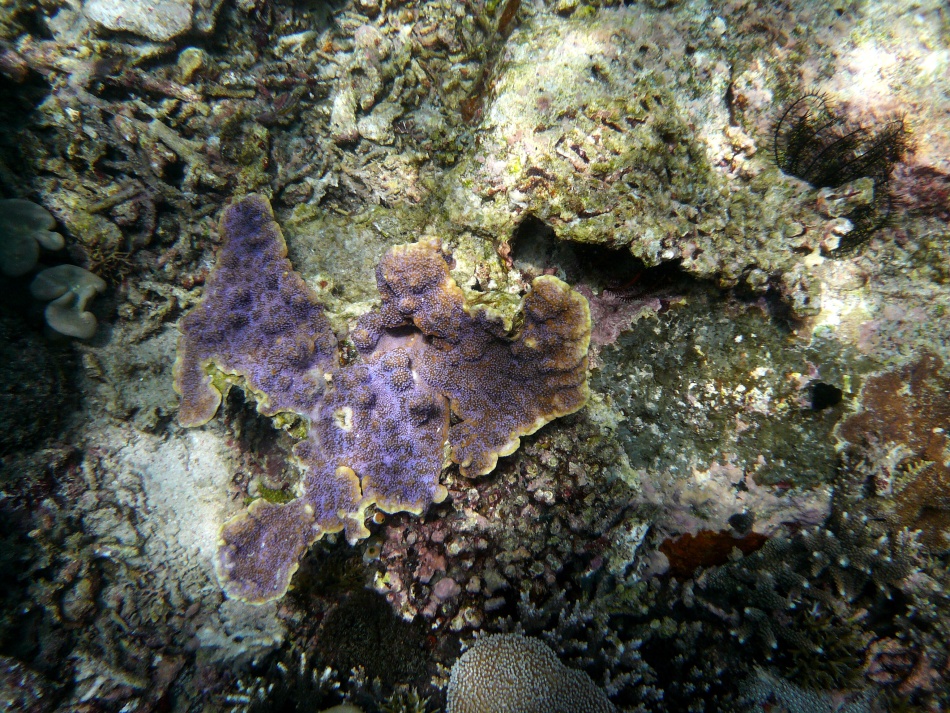 P1000848.jpg