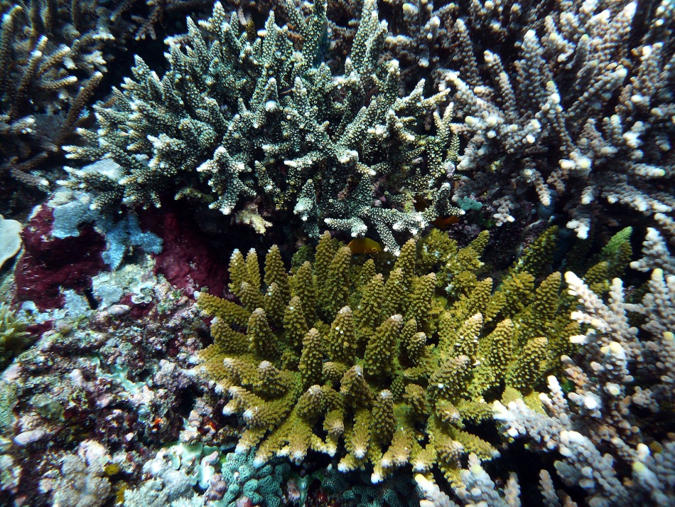 P1000857.jpg