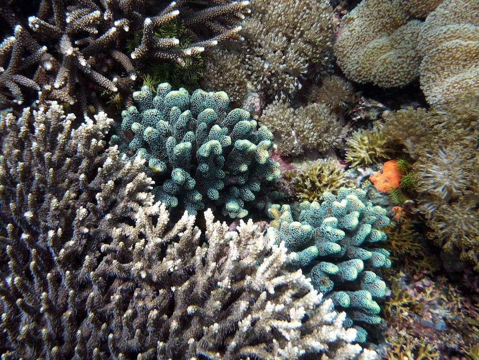 P1000873.jpg